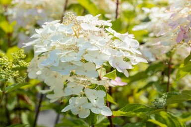 Hydrangea paniculata 'Unique' C5 50-60