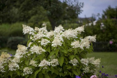 Hydrangea paniculata 'Unique' C5 50-60