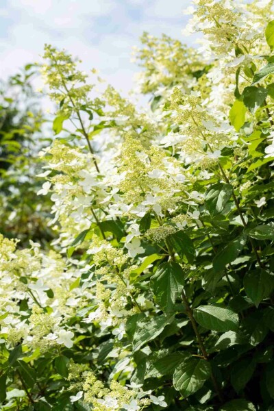 Hydrangea paniculata 'Vanille Fraise' C7,5 50-60
