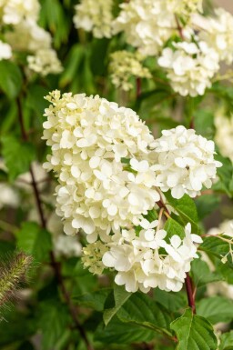 Hydrangea paniculata 'Vanille Fraise' C7,5 50-60