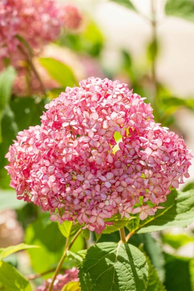 Hydrangea 'Pink Annabelle' C3 25-30