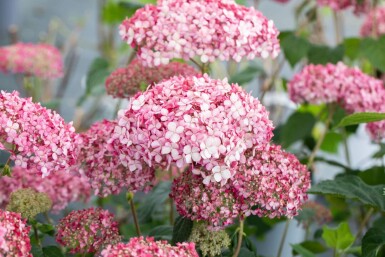 Hydrangea 'Pink Annabelle' C3 25-30