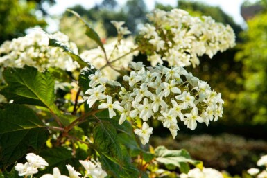 Hydrangea quercifolia C20 60-80