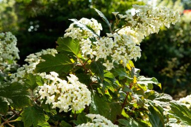 Hydrangea quercifolia C20 60-80