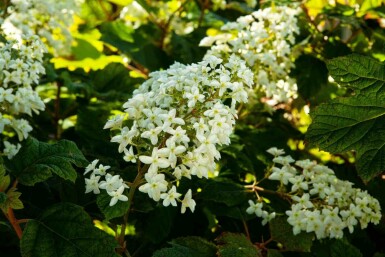Hydrangea quercifolia C20 60-80