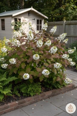 Hydrangea quercifolia 'Burgundy' buske 50-60 cm