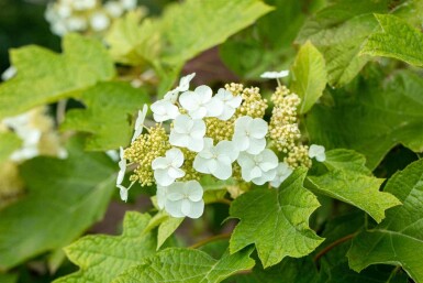 Hydrangea quercifolia 'Ruby Slippers' C2,5 30-40