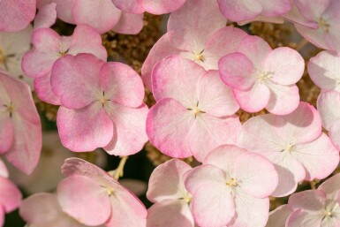 Hydrangea quercifolia 'Snow Queen' C7,5 40-60