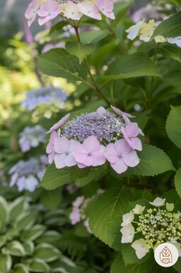 Hydrangea serrata 'Bluebird' buske 25-30 cm
