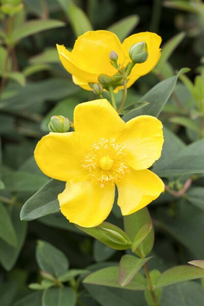 Hypericum 'Hidcote' C2 30-40