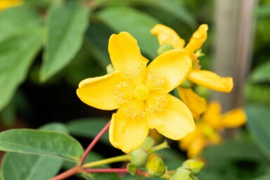 Hypericum 'Hidcote' C2 30-40