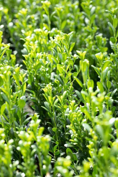 Ilex crenata 'Fastigiata' C3 50-60