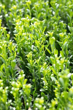 Ilex crenata 'Fastigiata' C3 50-60