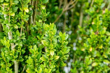 Ilex crenata 'Fastigiata' C3 50-60