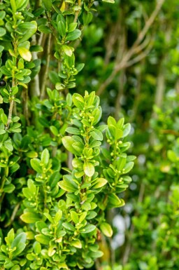 Ilex crenata 'Fastigiata' C3 50-60