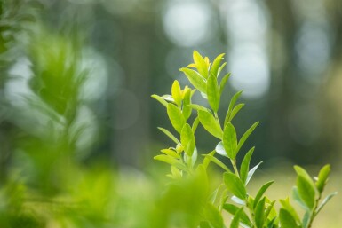 Ilex crenata 'Fastigiata' C3 50-60