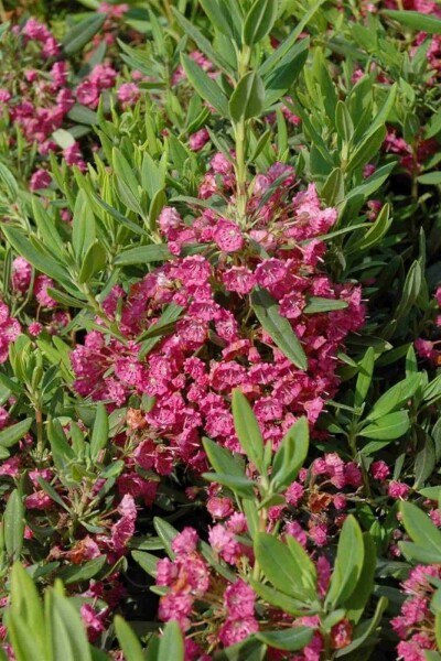 Kalmia latifolia C4 25-30
