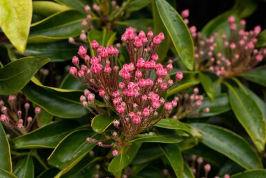 Kalmia latifolia C4 25-30