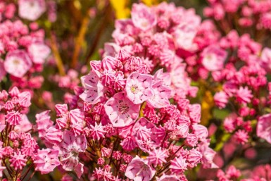 Kalmia latifolia C4 25-30