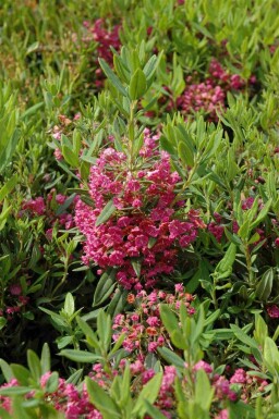 Kalmia latifolia C4 25-30