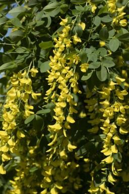 Hybridgullregn Laburnum watereri 'Vossii' buske Laburnum watereri 'Vossii' buske