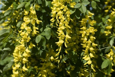 Hybridgullregn Laburnum watereri 'Vossii' buske Laburnum watereri 'Vossii' buske