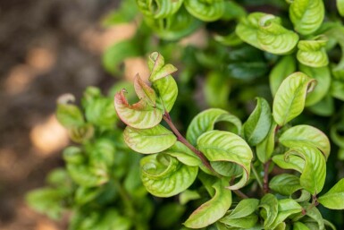 Leucothoe axillaris 'Curly Red' C2 20-25
