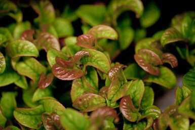 Leucothoe axillaris 'Curly Red' C2 20-25
