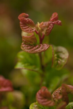 Leucothoe axillaris 'Curly Red' C5 30-35