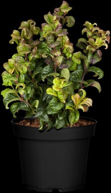Leucothoe axillaris 'Curly Red' C5 30-35