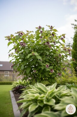 Leycesteria formosa 'Purple Rain' buske 35-40 cm