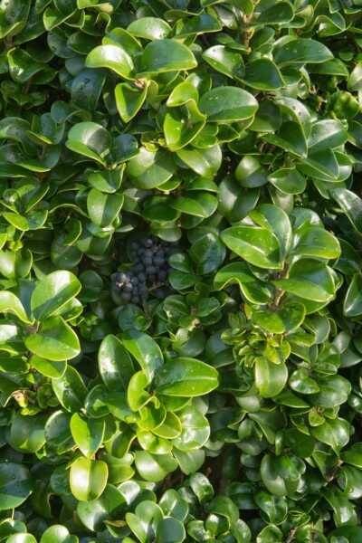 Ligustrum japonicum 'Rotundifolium' C12 80-100