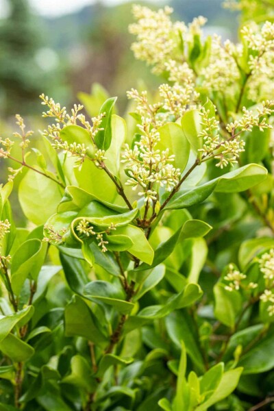 Ligustrum japonicum 'Texanum' C10 60-80