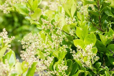Ligustrum japonicum 'Texanum' C10 60-80