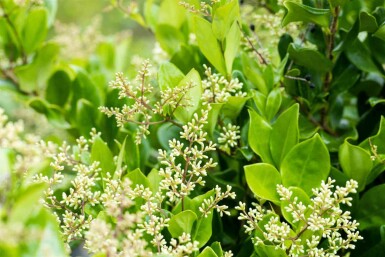Ligustrum japonicum 'Texanum' C10 60-80