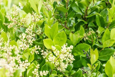 Ligustrum japonicum 'Texanum' C10 60-80
