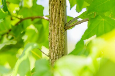 Liquidambar styraciflua C12 100-125