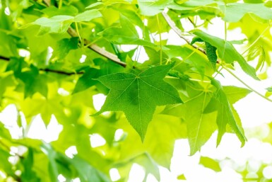 Liquidambar styraciflua C12 100-125