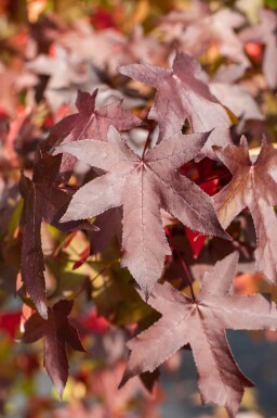 Liquidambar styraciflua C12 100-125