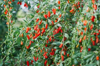 Lycium barbarum C3 40-50