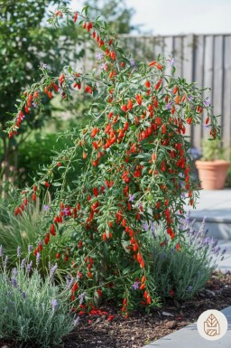 Lycium barbarum buske 40-50 cm