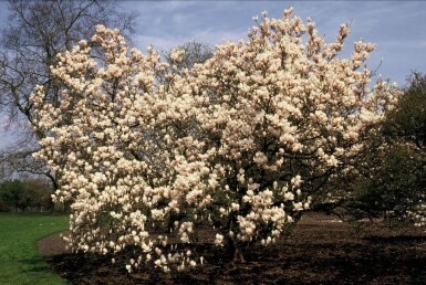 Magnolia soulangeana buske 50-80 cm