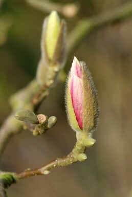 Magnolia soulangeana buske 50-80 cm