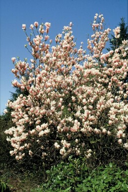Magnolia soulangeana buske 50-80 cm
