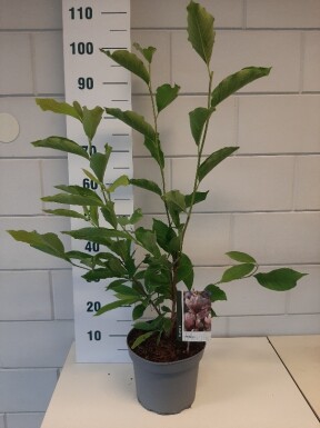 Magnolia soulangeana buske 50-80 cm