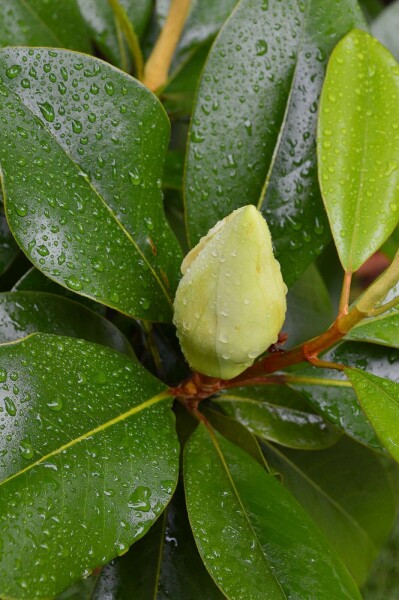 Magnolia grandiflora 'Gallissoniere' C15 100-125