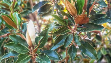 Magnolia grandiflora 'Little Gem' C5 60-80