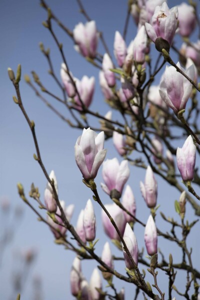 Magnolia 'Heaven Scent' C7,5 100-125
