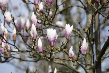 Magnolia 'Heaven Scent' C7,5 100-125