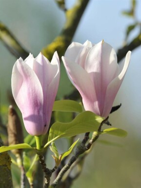 Magnolia 'Heaven Scent' C7,5 100-125